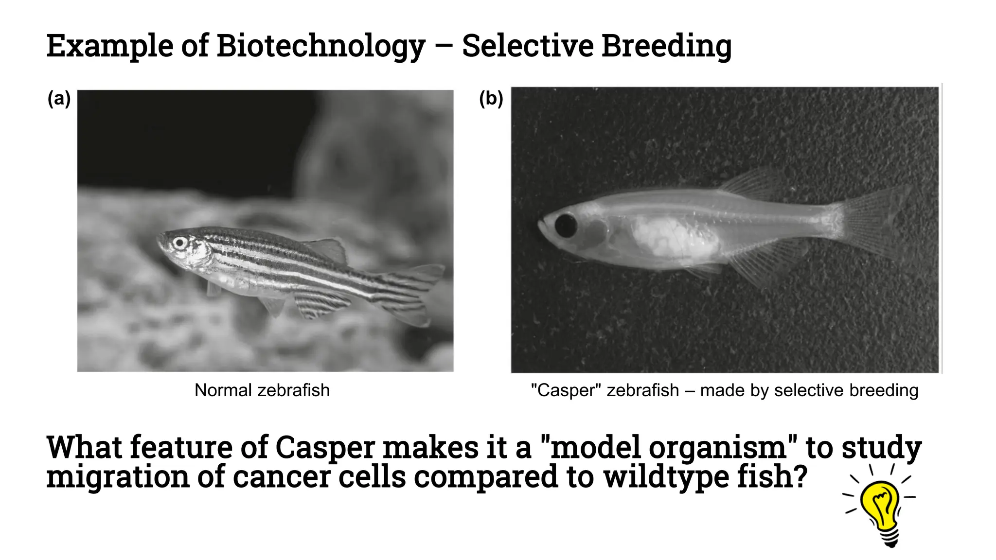 Example of Biotechnology – Selective Breeding
What feature of Casper makes it a "model organism" to study
migration of cancer cells compared to wildtype fish?
Normal zebrafish "Casper" zebrafish – made by selective breeding
(a) (b)
 