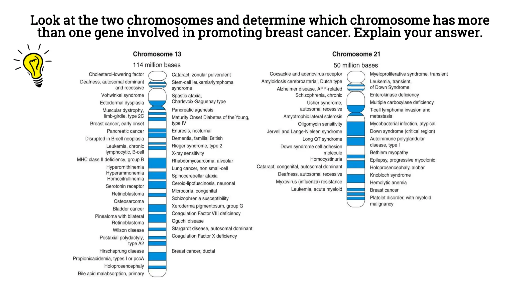 Look at the two chromosomes and determine which chromosome has more
than one gene involved in promoting breast cancer. Explain your answer.
 