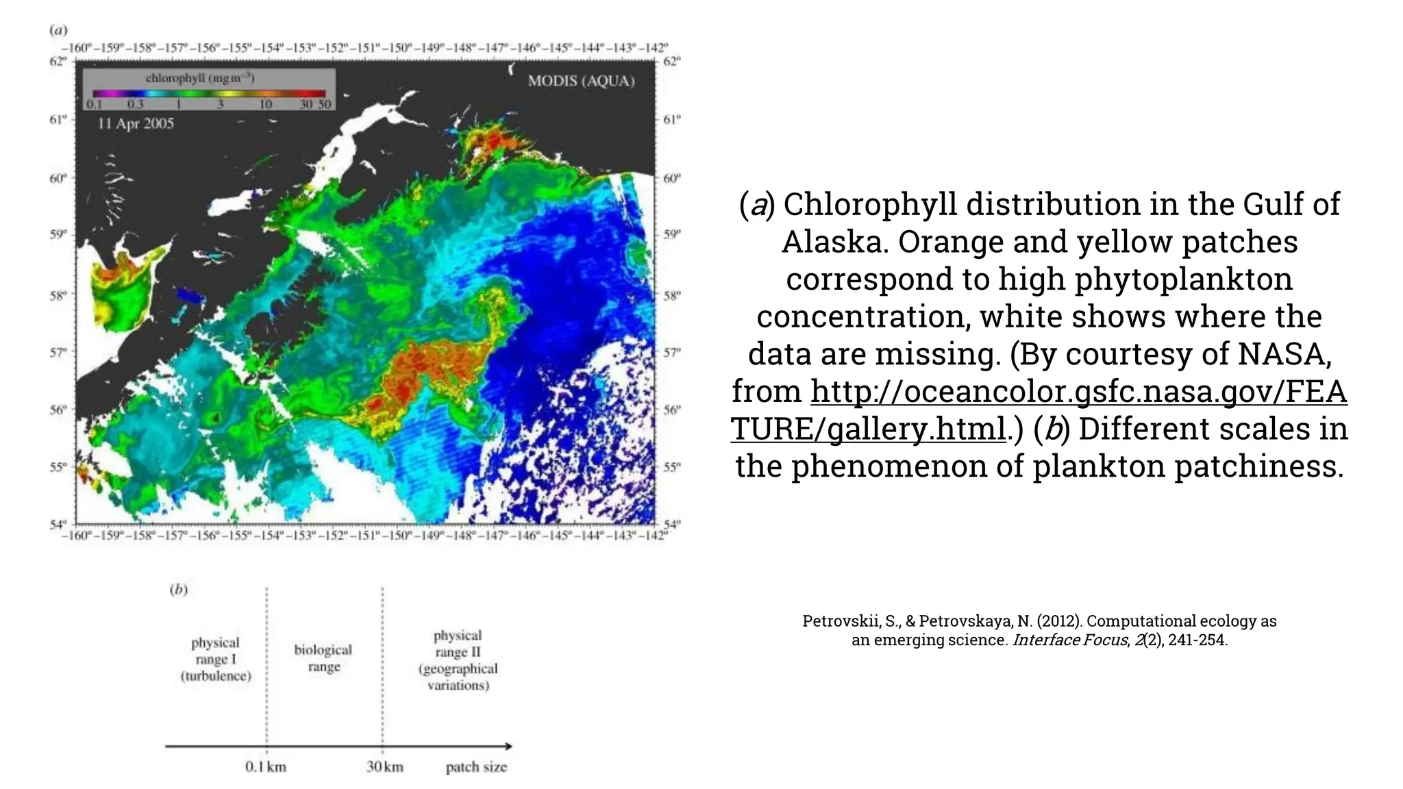 (a) Chlorophyll distribution in the Gulf of
Alaska. Orange and yellow patches
correspond to high phytoplankton
concentration, white shows where the
data are missing. (By courtesy of NASA,
from http://oceancolor.gsfc.nasa.gov/FEA
TURE/gallery.html.) (b) Different scales in
the phenomenon of plankton patchiness.
Petrovskii, S., & Petrovskaya, N. (2012). Computational ecology as
an emerging science. Interface Focus, 2(2), 241-254.
 
