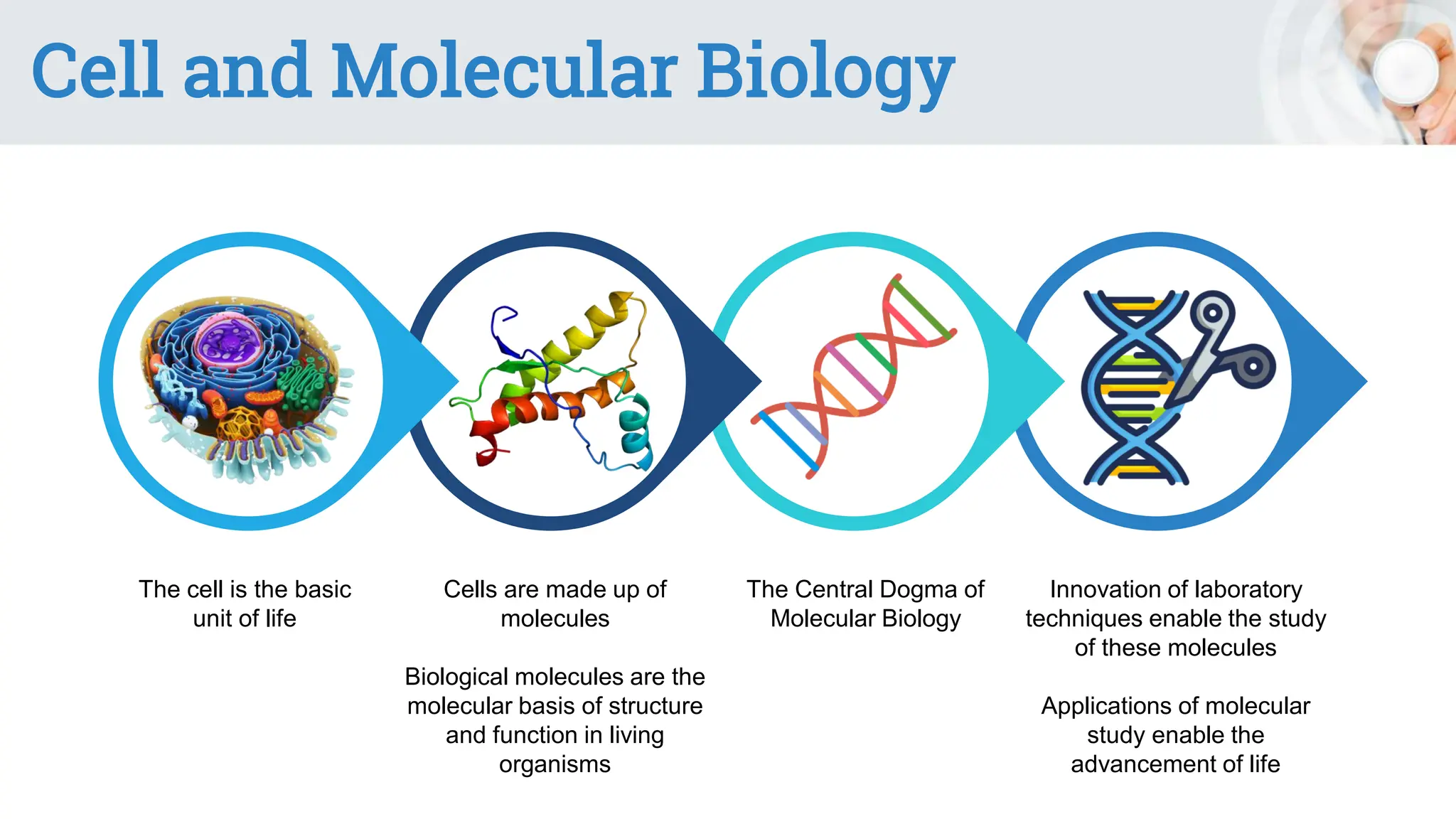 Cell and Molecular Biology
The cell is the basic
unit of life
Cells are made up of
molecules
Biological molecules are the
molecular basis of structure
and function in living
organisms
The Central Dogma of
Molecular Biology
Innovation of laboratory
techniques enable the study
of these molecules
Applications of molecular
study enable the
advancement of life
 