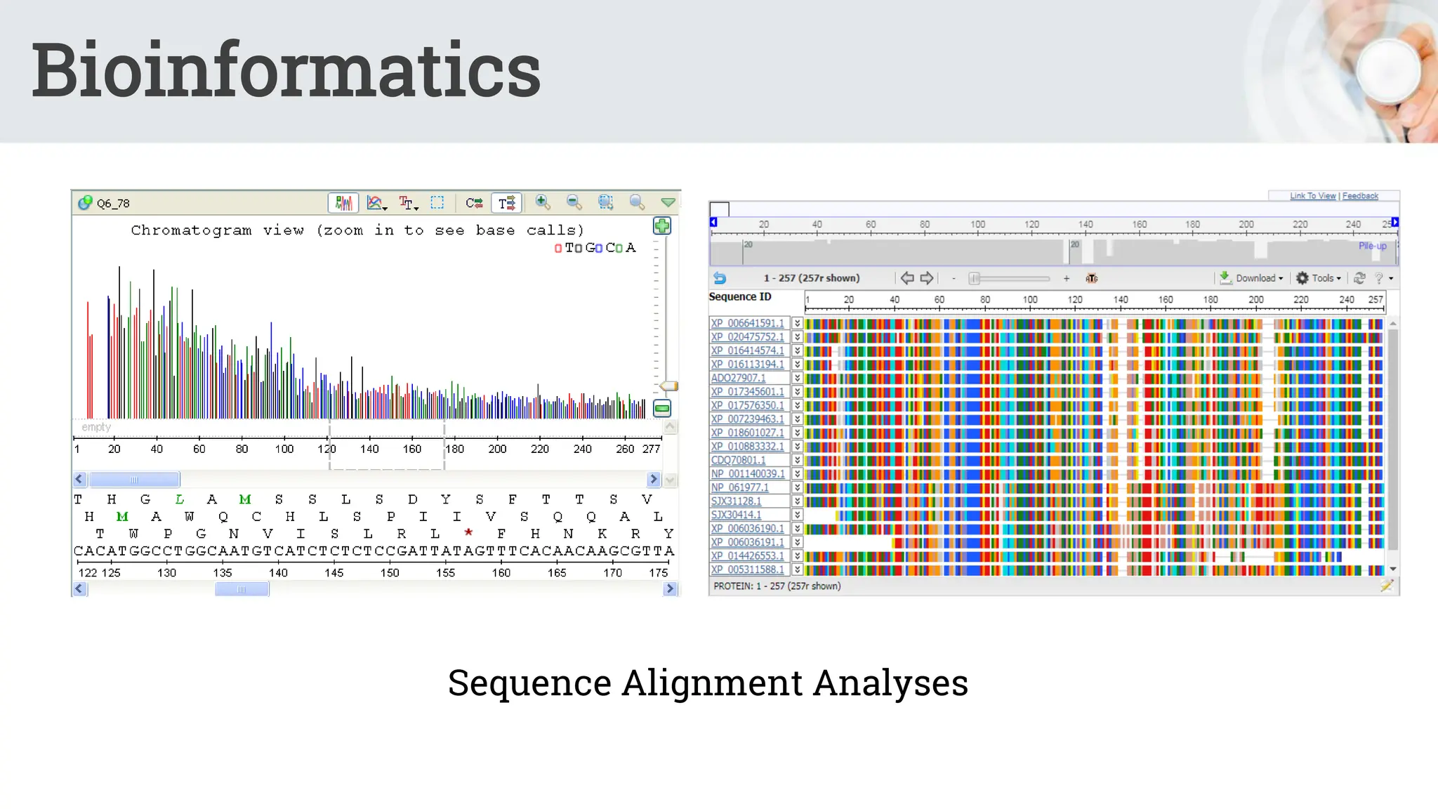 Bioinformatics
Sequence Alignment Analyses
 