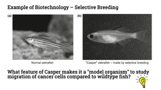 Example of Biotechnology – Selective Breeding
What feature of Casper makes it a "model organism" to study
migration of cancer cells compared to wildtype fish?
Normal zebrafish "Casper" zebrafish – made by selective breeding
(a) (b)
 
