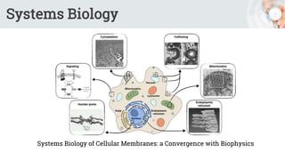 Systems Biology
Systems Biology of Cellular Membranes: a Convergence with Biophysics
 