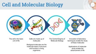 Cell and Molecular Biology
The cell is the basic
unit of life
Cells are made up of
molecules
Biological molecules are the
molecular basis of structure
and function in living
organisms
The Central Dogma of
Molecular Biology
Innovation of laboratory
techniques enable the study
of these molecules
Applications of molecular
study enable the
advancement of life
 