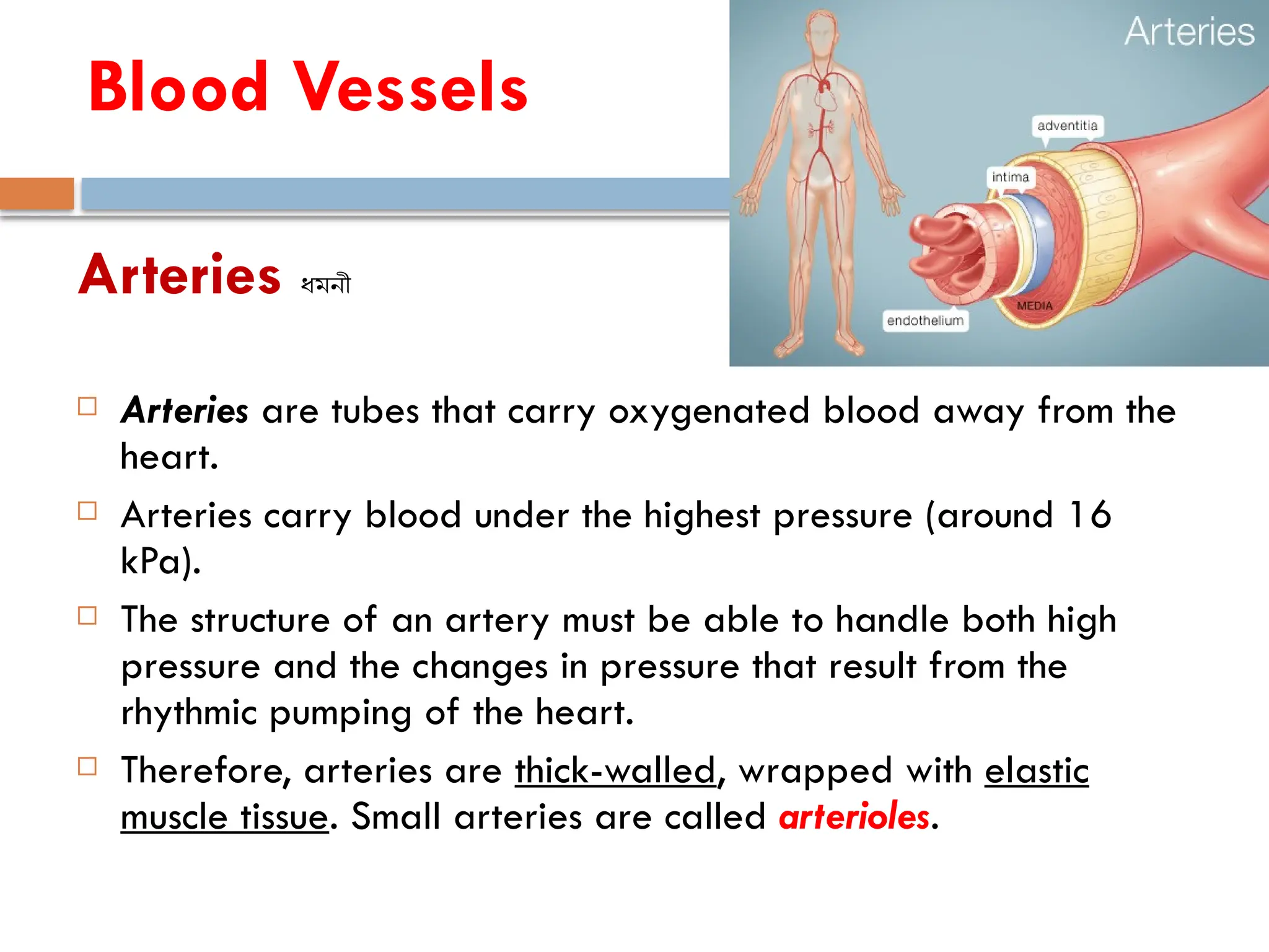 Topic-11_Lec-17_Circulatory .System.pptx