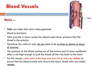 Veins শিরা
 Veins are tubes that return deoxygenated
blood to the heart.
 Veins provide a return system for blood under lower pressure that the
blood in the arteries.
 Therefore, the walls of veins do not need to be as thick or elastic as those
of arteries.
 The pressure of the blood coming out of the venous end of some capillaries
often is not high enough to push the blood all the way back to the heart
 For this reason, some veins in the legs and arms have one-way valves to
ensure that the blood travels only toward the heart. Small veins are called
venules.
Blood Vessels
 