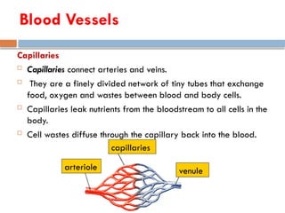 Capillaries
 Capillaries connect arteries and veins.
 They are a finely divided network of tiny tubes that exchange
food, oxygen and wastes between blood and body cells.
 Capillaries leak nutrients from the bloodstream to all cells in the
body.
 Cell wastes diffuse through the capillary back into the blood.
arteriole venule
capillaries
Blood Vessels
 