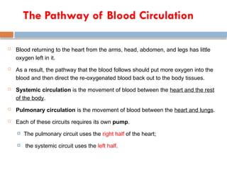 The Pathway of Blood Circulation
 Blood returning to the heart from the arms, head, abdomen, and legs has little
oxygen left in it.
 As a result, the pathway that the blood follows should put more oxygen into the
blood and then direct the re-oxygenated blood back out to the body tissues.
 Systemic circulation is the movement of blood between the heart and the rest
of the body.
 Pulmonary circulation is the movement of blood between the heart and lungs.
 Each of these circuits requires its own pump.
 The pulmonary circuit uses the right half of the heart;
 the systemic circuit uses the left half.
 