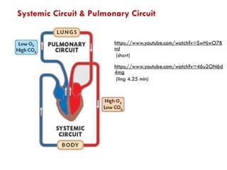 Systemic Circuit & Pulmonary Circuit
https://www.youtube.com/watch?v=SwHjwO7B
nsI
(short)
https://www.youtube.com/watch?v=46u2ON6d
4mg
(ling 4.25 min)
 