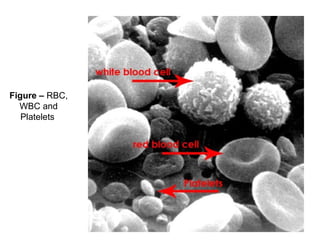 Figure – RBC,
WBC and
Platelets
 