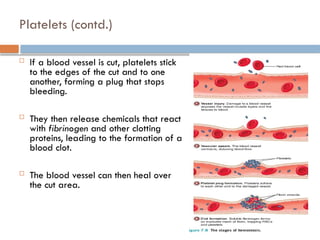 Platelets (contd.)
 If a blood vessel is cut, platelets stick
to the edges of the cut and to one
another, forming a plug that stops
bleeding.
 They then release chemicals that react
with fibrinogen and other clotting
proteins, leading to the formation of a
blood clot.
 The blood vessel can then heal over
the cut area.
 