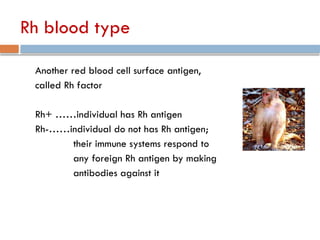 Rh blood type
Another red blood cell surface antigen,
called Rh factor
Rh+ ……individual has Rh antigen
Rh-……individual do not has Rh antigen;
their immune systems respond to
any foreign Rh antigen by making
antibodies against it
 