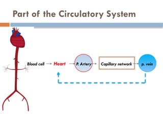 Part of the Circulatory System
Blood cell Heart P. Artery Capillary network p. vein
 