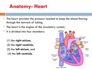 Anatomy- Heart
 The heart provides the pressure needed to keep the blood flowing
through the network of tubing.
 The heart is the engine of the circulatory system.
 It is divided into four chambers:
(1) the right atrium,
(2) the right ventricle,
(3) the left atrium, and
(4) the left ventricle.
 