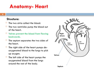 8
Structure:
 The two atria collect the blood.
 The two ventricles pump the blood out
of the heart.
 Valves prevent the blood from flowing
backwards.
 The septum separates the two sides of
the heart.
 The right side of the heart pumps de-
oxygenated blood to the lungs to pick
up oxygen.
 The left side of the heart pumps the
oxygenated blood from the lungs
around the rest of the body.
Right
atrium
Left
atrium
Right
ventricle
Left
ventricle
Valves
Septum
Anatomy- Heart
 