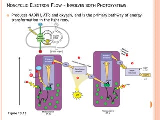 Light Rxns Flowchart photosystem Iand II,ETC | PPTX