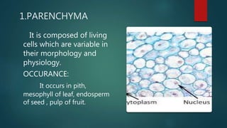 1.PARENCHYMA
It is composed of living
cells which are variable in
their morphology and
physiology.
OCCURANCE:
It occurs in pith,
mesophyll of leaf, endosperm
of seed , pulp of fruit.