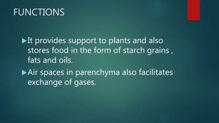 FUNCTIONS
It provides support to plants and also
stores food in the form of starch grains ,
fats and oils.
Air spaces in parenchyma also facilitates
exchange of gases.
