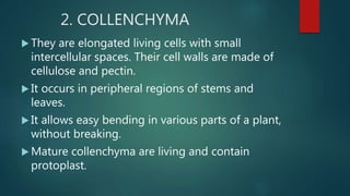 2. COLLENCHYMA
They are elongated living cells with small
intercellular spaces. Their cell walls are made of
cellulose and pectin.
It occurs in peripheral regions of stems and
leaves.
It allows easy bending in various parts of a plant,
without breaking.
Mature collenchyma are living and contain
protoplast.