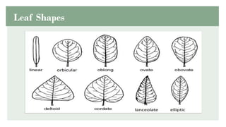 PLANT MORPHOLOGY AND ANATOMY............ | PDF