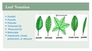 PLANT MORPHOLOGY AND ANATOMY............ | PDF
