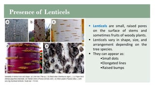 PLANT MORPHOLOGY AND ANATOMY............ | PDF