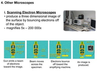 4. Other Microscopes i.  Scanning Electron Microscopes •  produce a three dimensional image of  the surface by bouncing electrons off  of the object.  •  magnifies 5x – 200 000x  Gun emits a beam of electrons toward the image. Beam moves across the specimen. Electrons bounce off toward the amplifying machine. An image is produced. 