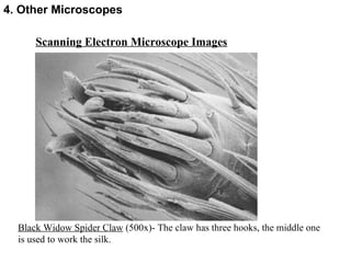 Scanning Electron Microscope Images Black Widow Spider Claw  (500x)- The claw has three hooks, the middle one is used to work the silk. 4. Other Microscopes 