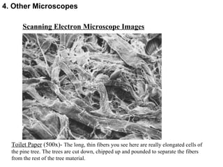 Scanning Electron Microscope Images Toilet Paper  (500x)-  The long, thin fibers you see here are really elongated cells of the pine tree. The trees are cut down, chipped up and pounded to separate the fibers from the rest of the tree material.  4. Other Microscopes 