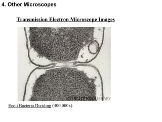 Transmission Electron Microscope Images Ecoli Bacteria Dividing  (400,000x) 4. Other Microscopes 