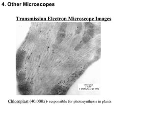 Transmission Electron Microscope Images 4. Other Microscopes Chloroplast  (40,000x) - responsible for photosynthesis in plants  