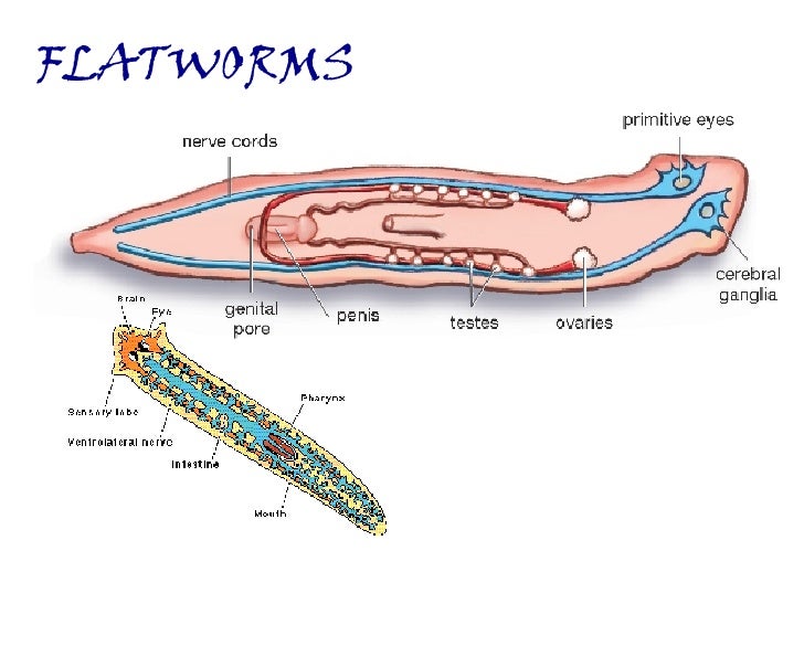 flatworm diagram topic 3 worms flatworm diagram topic 3 worms