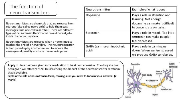 Topic 4 The Brain And Neuropsychology How Does Your Brain Affect Yo