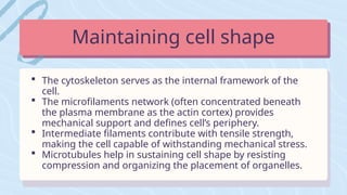  The cytoskeleton serves as the internal framework of the
cell.
 The microfilaments network (often concentrated beneath
the plasma membrane as the actin cortex) provides
mechanical support and defines cell’s periphery.
 Intermediate filaments contribute with tensile strength,
making the cell capable of withstanding mechanical stress.
 Microtubules help in sustaining cell shape by resisting
compression and organizing the placement of organelles.
Maintaining cell shape
 