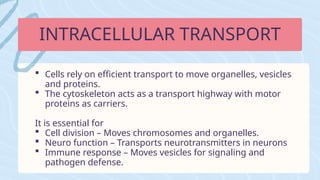  Cells rely on efficient transport to move organelles, vesicles
and proteins.
 The cytoskeleton acts as a transport highway with motor
proteins as carriers.
It is essential for
 Cell division – Moves chromosomes and organelles.
 Neuro function – Transports neurotransmitters in neurons
 Immune response – Moves vesicles for signaling and
pathogen defense.
INTRACELLULAR TRANSPORT
 