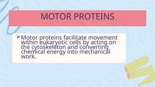 MOTOR PROTEINS
Motor proteins facilitate movement
within eukaryotic cells by acting on
the cytoskeleton and converting
chemical energy into mechanical
work.
 
