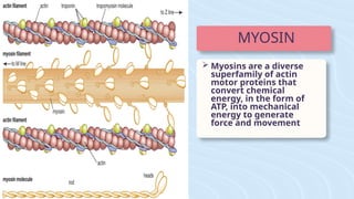  Myosins are a diverse
superfamily of actin
motor proteins that
convert chemical
energy, in the form of
ATP, into mechanical
energy to generate
force and movement
MYOSIN
 