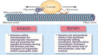 kinesin
 Kinesins utilize
microtubules for
anterograde movement
and are essential for
spindle formation during
cell division and the
transport of organelles
within eukaryotic cells.
dynein
 Dyneins are microtubule
motors that facilitate
retrograde sliding
movement. Dyneins drive
intracellular transport
toward the minus end of
microtubules, near the
nucleus
 