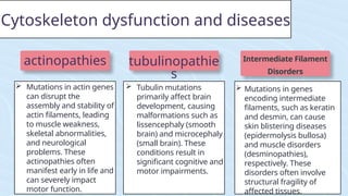Cytoskeleton dysfunction and diseases
 Mutations in genes
encoding intermediate
filaments, such as keratin
and desmin, can cause
skin blistering diseases
(epidermolysis bullosa)
and muscle disorders
(desminopathies),
respectively. These
disorders often involve
structural fragility of
affected tissues.
actinopathies tubulinopathie
s
Intermediate Filament
Disorders
 Mutations in actin genes
can disrupt the
assembly and stability of
actin filaments, leading
to muscle weakness,
skeletal abnormalities,
and neurological
problems. These
actinopathies often
manifest early in life and
can severely impact
motor function.
 Tubulin mutations
primarily affect brain
development, causing
malformations such as
lissencephaly (smooth
brain) and microcephaly
(small brain). These
conditions result in
significant cognitive and
motor impairments.
 