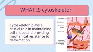 WHAT IS cytoskeleton
Cytoskeleton plays a
crucial role in maintaining
cell shape and providing
mechanical resistance to
deformation.
 
