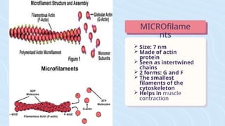  Size: 7 nm
 Made of actin
protein
 Seen as intertwined
chains
 2 forms: G and F
 The smallest
filaments of the
cytoskeleton
 Helps in muscle
contraction
MICROfilame
nts
 