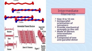  Size: 8 to 12 nm
 Antiparallel
orientation of
tetramers
 Provide mechanical
strength to the cell
 Made of fibrous
intermediate
proteins
 Composed of two
anti-parallel dimer
Intermediate
filaments
 