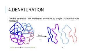 TOPIC-RESTRICTION FRAGMENT LENGTH POLYMORPHISM [RFLP].pptx