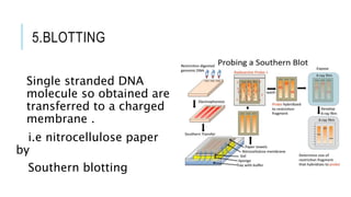 TOPIC-RESTRICTION FRAGMENT LENGTH POLYMORPHISM [RFLP].pptx