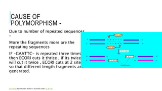 TOPIC-RESTRICTION FRAGMENT LENGTH POLYMORPHISM [RFLP].pptx