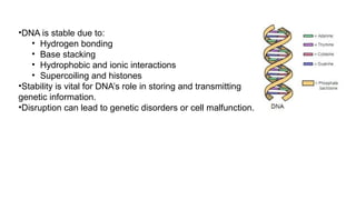 Topic- Stability of Proteins and Nucleic acids-1.pptx