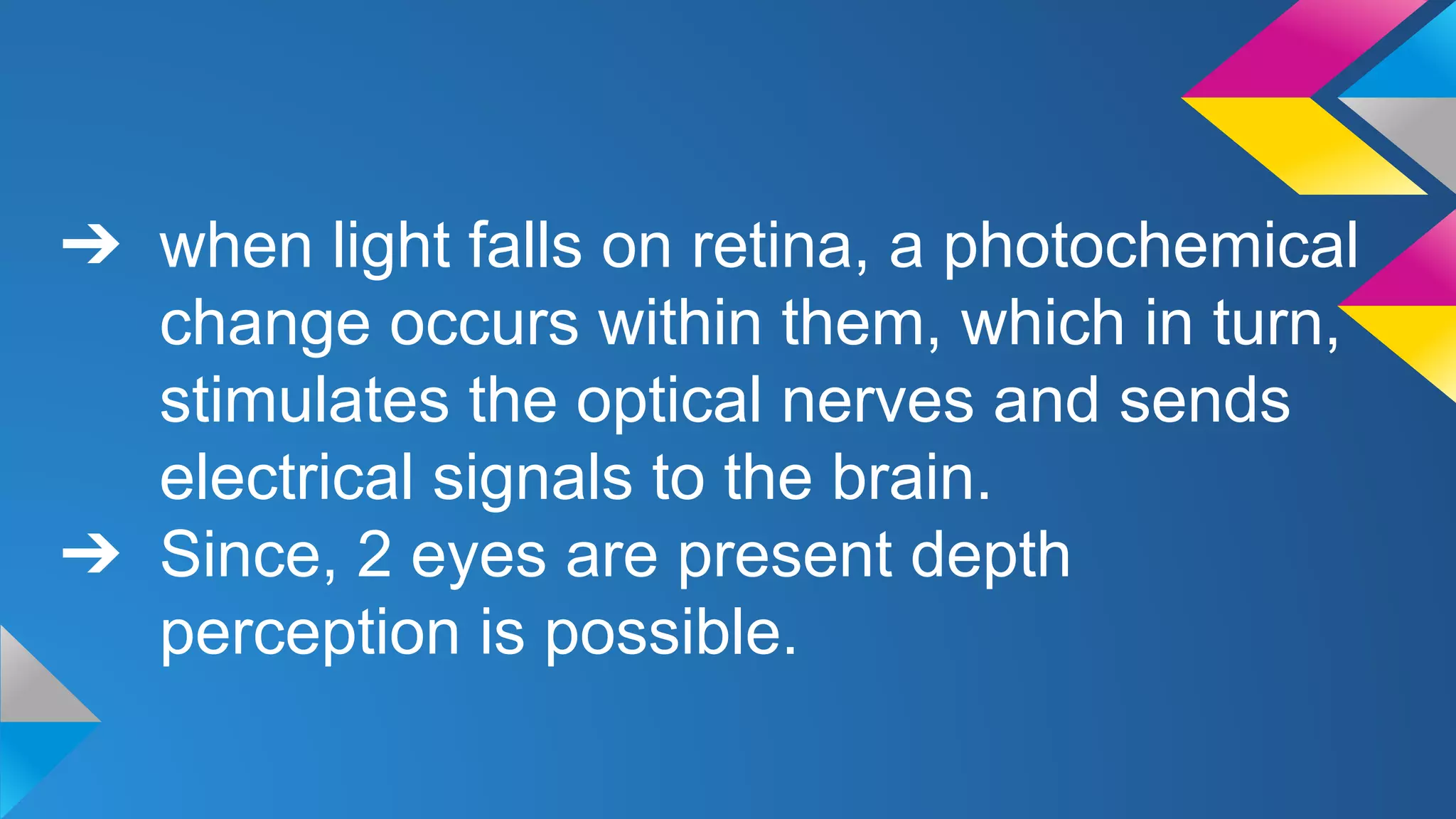 ➔ when light falls on retina, a photochemical
change occurs within them, which in turn,
stimulates the optical nerves and sends
electrical signals to the brain.
➔ Since, 2 eyes are present depth
perception is possible.
 