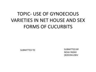 TOPIC- USE OF GYNOECIOUS
VARIETIES IN NET HOUSE AND SEX
FORMS OF CUCURBITS
SUBMITTED BY
NEHA YADAV
[B2019A12BIV
SUBMITTED TO
 