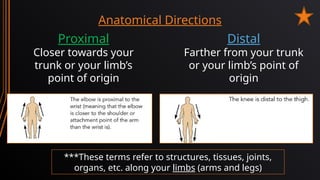 Topic 02 - Anatomical + Directional Terms.pptx