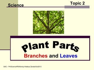 Topic 2
Branches and Leaves
Science
SAC – P4/SciencePB/Wendy Wallace Zerafa/Oct2013
 